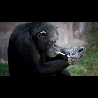 タバコを吸う人のスパイス