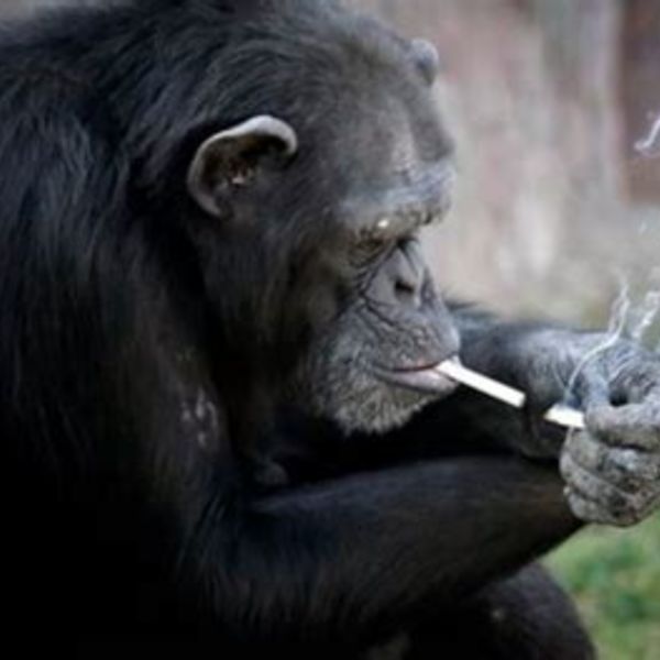 タバコを吸う人のスパイス