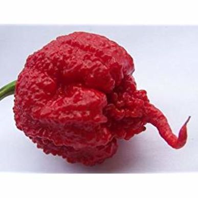 超激辛！ギネス新記録「キャロライナ・リーパー」