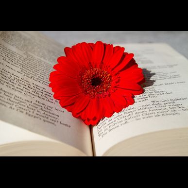 クラフトコーラヘルシースパイスセット